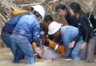 Dos toninas que estaban encalladas en aguas de caño Limón fueron rescatas y llevadas al río Arauca.